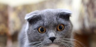 Czy Brytyjczyki są chorowite?