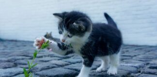 Co jest drogie w Danii?