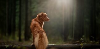 Jakie słodycze w Szkocji?