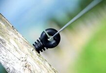 Gdzie jest najwięcej Polaków na świecie?