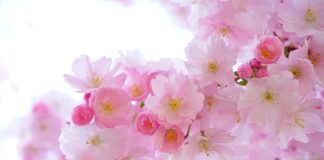 Jaka roślina jest symbolem Polski?