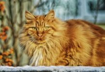 Czy trudno nauczyć się norweskiego?