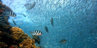 Gdzie znajdują się rafy koralowe? Gdzie znajdują się rafy koralowe?