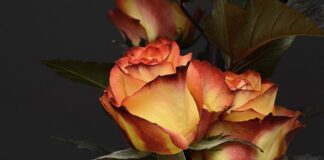 Ile za urodzenie dziecka w UK?