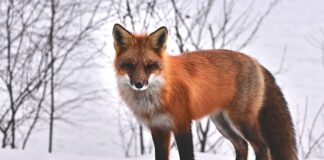 Jakie zwierzęta żyją w Danii?