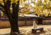 W jakich krajach jest zakazany Red Bull?