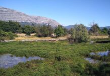 Jaka cena Dinara? Jaka cena Dinara?