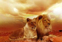 Czy koty brytyjskie są inteligentne?