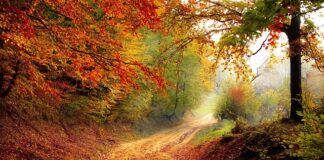 Kiedy zaczyna się rok szkolny w Danii?