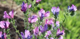 Gdzie występuje klątwa faraona? Gdzie występuje klątwa faraona?