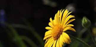 Jak się żyje w Dani?