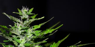 Co grozi za posiadanie 10g marihuany w Niemczech?