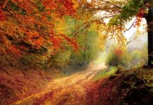 Ile trwa rok szkolny w Irlandii?