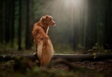 Jak się jeździ w Szkocji?