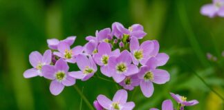 Czy zioło jest legalne w Danii?