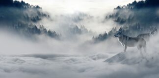 Czy są wilki w Szkocji?