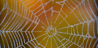 Ile brutto to netto w Danii?