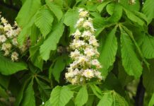 Czy w Dani jest matura?