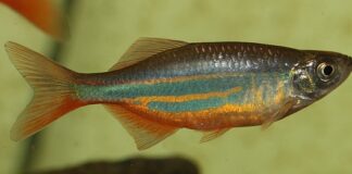 Z czego jest znane dania?