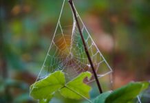 Czego nie lubią Anglicy?