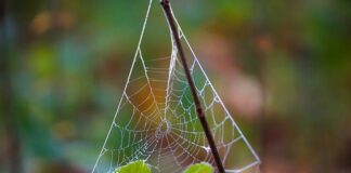 Czego nie lubią Anglicy?