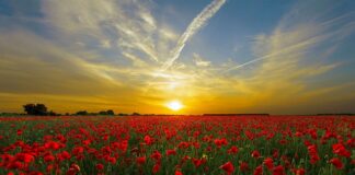 Co oznacza czerwona chusta na aucie w Holandii?