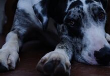 Kiedy Duńczycy mają wakacje?