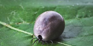 Czy w Tunezji są kleszcze?